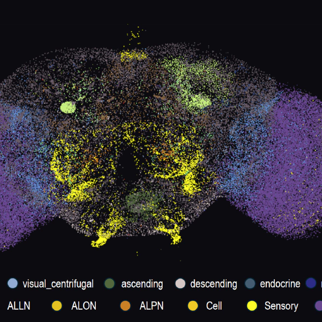 Network structure governs drosophila brain functionality