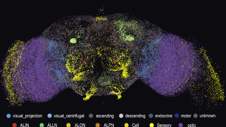 Network structure governs drosophila brain functionality